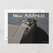 Schattigee schotse vouwkaart kat grappig bewegend briefkaart (Voorkant / Achterkant)