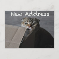 Schattigee schotse vouwkaart kat grappig bewegend 