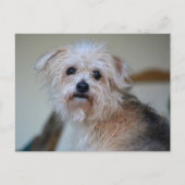 Schattigee Scruffy Puppy Mist Je Fotografisch Briefkaart (Voorkant)