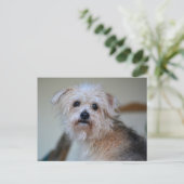 Schattigee Scruffy Puppy Mist Je Fotografisch Briefkaart (Staand voorkant)