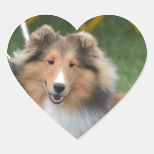 Schattigee Sheltie Hart Sticker (Voorkant)