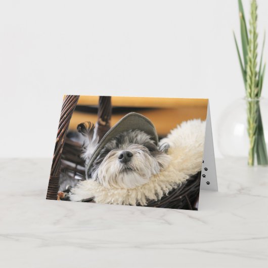 Schattigee Shih Tzu Dog Kaart (Voorkant)