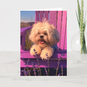 Schattigee Shih Tzu Puppy Lachend (hondendagen) Bedankkaart