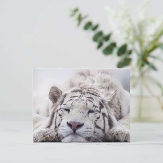Schattigee slapende witte tijger briefkaart (Staand voorkant)
