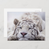 Schattigee slapende witte tijger briefkaart (Voorkant / Achterkant)