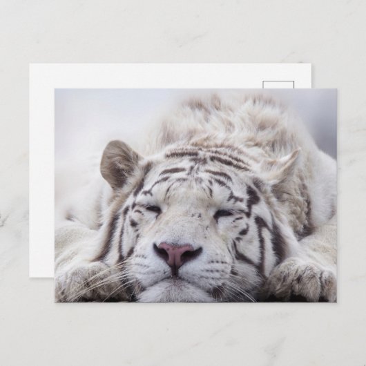 Schattigee slapende witte tijger briefkaart (Voorkant / Achterkant)