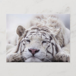 Schattigee slapende witte tijger briefkaart