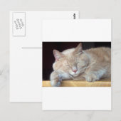 SCHATTIGEE SLAPERIGE KAT BRIEFKAART (Voorkant / Achterkant)