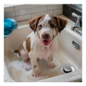 Schattigee Soapy Wet Puppy Bath Poster Wall Art (Voorkant)