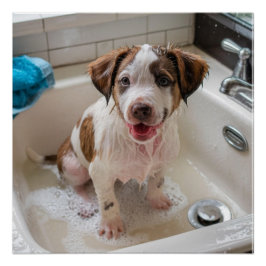 Schattigee Soapy Wet Puppy Bath Poster Wall Art