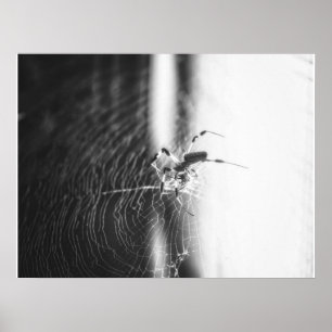 Schattigee spin Tangled Weave Spider Lover Gift Poster