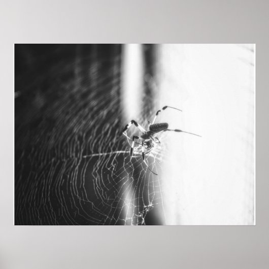 Schattigee spin Tangled Weave | Spider Lover Gift Poster (Voorkant)