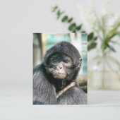 SCHATTIGEE SPINNENAAP BRIEFKAART (Staand voorkant)