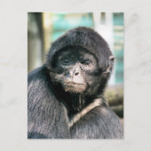 SCHATTIGEE SPINNENAAP BRIEFKAART (Voorkant)