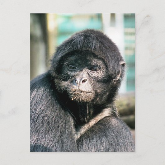 SCHATTIGEE SPINNENAAP BRIEFKAART (Voorkant)