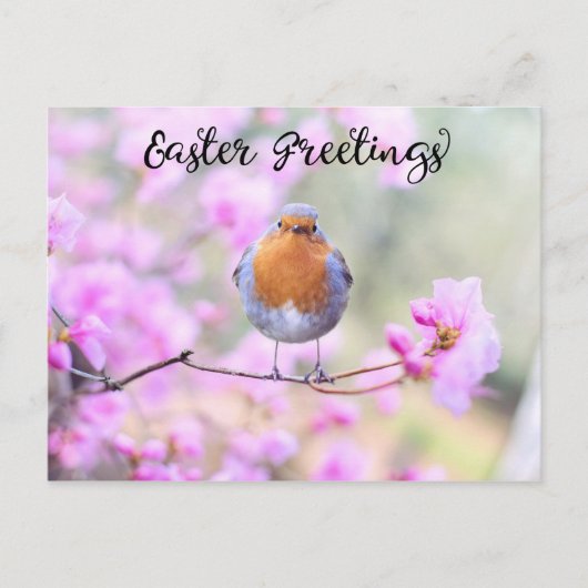 Schattigee Spring Robin Bird Pasen Groeten Bloesem Briefkaart (Voorkant)