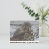 Schattigee spruw Close-up DIY Briefkaart (Staand voorkant)