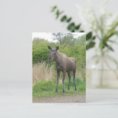 Schattigee Staande Moose DIY Briefkaart (Staand voorkant)
