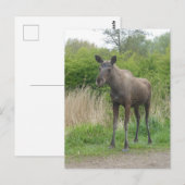 Schattigee Staande Moose DIY Briefkaart (Voorkant / Achterkant)