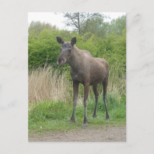 Schattigee Staande Moose DIY Briefkaart (Voorkant)