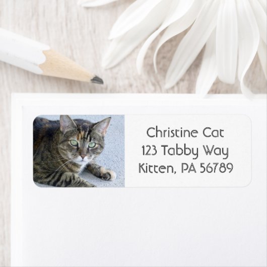 Schattigee Tabby Cat foto Etiket (Insitu)