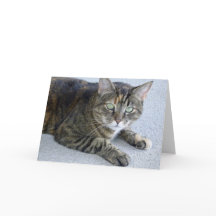 Schattigee Tabby Cat foto