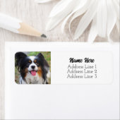 Schattigee Tri Kleur Papillon Puppy Dog Retouradre Etiket (Insitu)