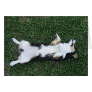 Schattigee Tricolor Corgi Belly Fotografie Kaart