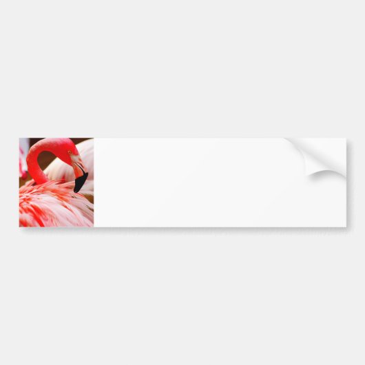 Schattigee Tropical Bright Pink Flamingo Bumpersticker (Voorkant)