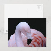 Schattigee Tropische Roze Flamingo Briefkaart (Voorkant / Achterkant)