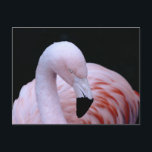 Schattigee Tropische Roze Flamingo Briefkaart<br><div class="desc">Een schattige roze flamingo print met een groot zwart achtergrondcontrast,  want flamingo's zijn mooi en wie houdt er niet van een flamingo voor een zoete tropische vibe!</div>