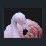 Schattigee Tropische Roze Flamingo Briefkaart<br><div class="desc">Een schattige roze flamingo print met een groot zwart achtergrondcontrast,  want flamingo's zijn mooi en wie houdt er niet van een flamingo voor een zoete tropische vibe!</div>