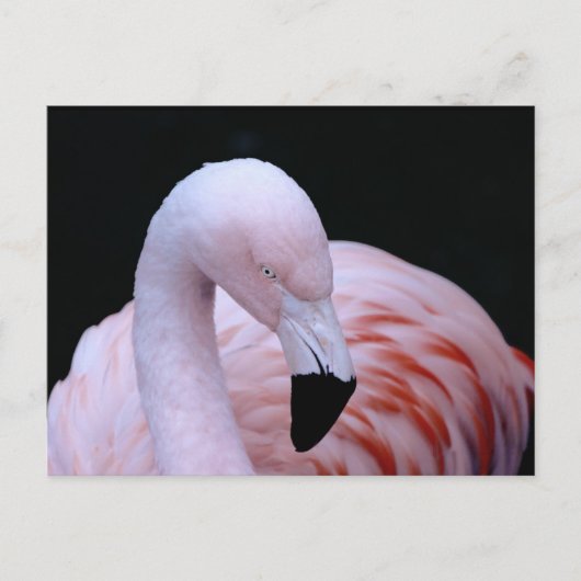 Schattigee Tropische Roze Flamingo Briefkaart (Voorkant)