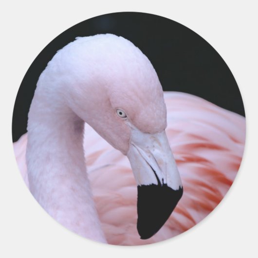 Schattigee Tropische Roze Flamingo Ronde Sticker (Voorkant)
