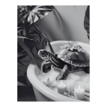 Schattigee Turtle Spa dag, leuke badkamer kunst, c