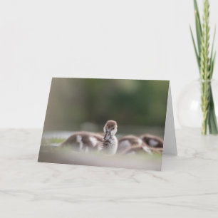 Schattigee Vogel Natuur Foto Kaart
