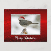 Schattigee Vogel Santa Pet Foto Kerst Briefkaart
