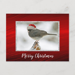 Schattigee Vogel Santa Pet Foto Kerst Briefkaart