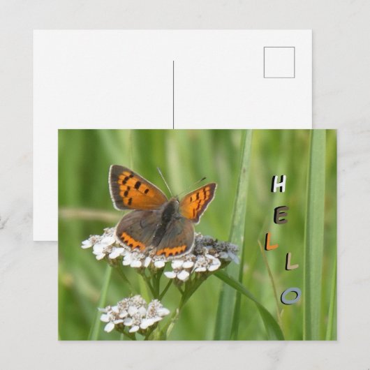Schattigee vuurvlinder Cust. HALLO Briefkaart (Voorkant / Achterkant)
