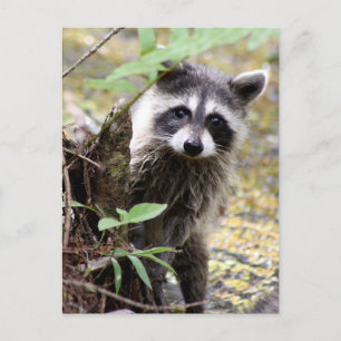 Schattigee wasbeer foto Briefkaart