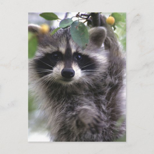Schattigee wasbeer foto Briefkaart (Voorkant)