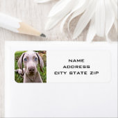SCHATTIGEE WEIMARANER-ADRESLABELS ETIKET (Insitu)