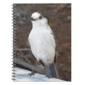 Schattigee Whiskey Jack Bird Natuur Foto Notitieboek (Voorkant)