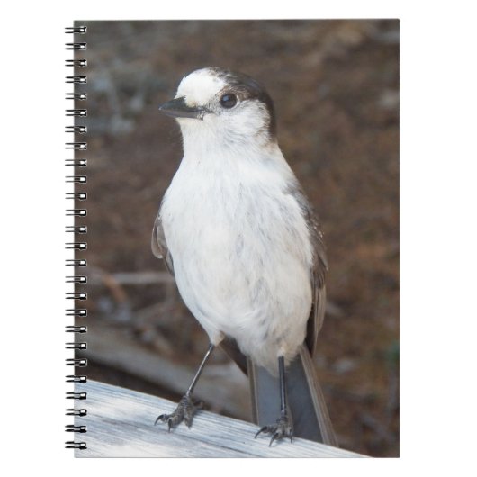 Schattigee Whiskey Jack Bird Natuur Foto Notitieboek (Voorkant)