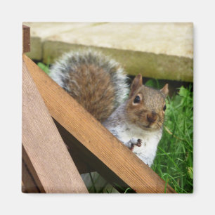 Schattigee wilde grijze eekhoorn (VK) Magneet