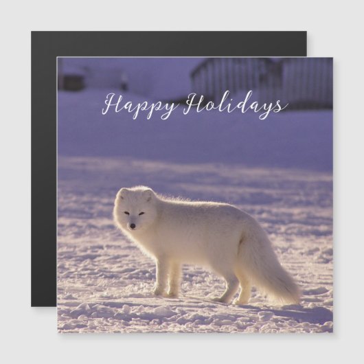 Schattigee winterfotografie van White Arctic Fox (Voorkant / Achterkant)