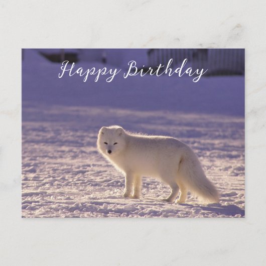 Schattigee winterfotografie van White Arctic Fox Briefkaart (Voorkant)