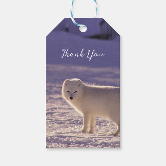 Schattigee winterfotografie van White Arctic Fox Cadeaulabel (Voorkant)
