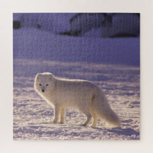 Schattigee winterfotografie van White Arctic Fox Legpuzzel