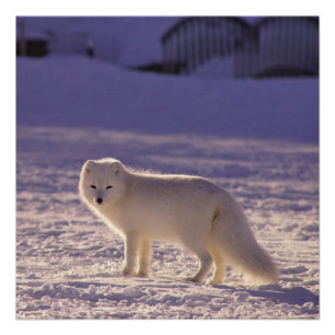 Schattigee winterfotografie van White Arctic Fox Perfect Poster